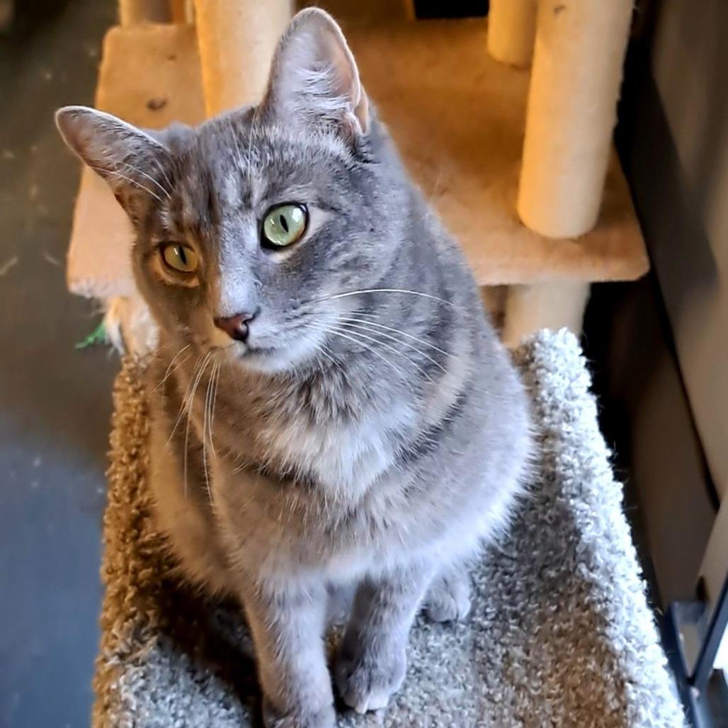 Enlarge Zanna, a Adoptable Domestic Short Hair in Shawnee, KS image 1/6