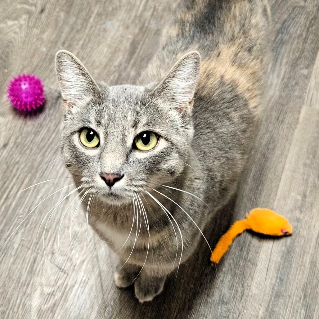 Zanna, Adoptable, Adult Female Domestic Short Hair.
