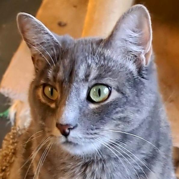 Enlarge Zanna, a Adoptable Domestic Short Hair in Shawnee, KS image 3/6