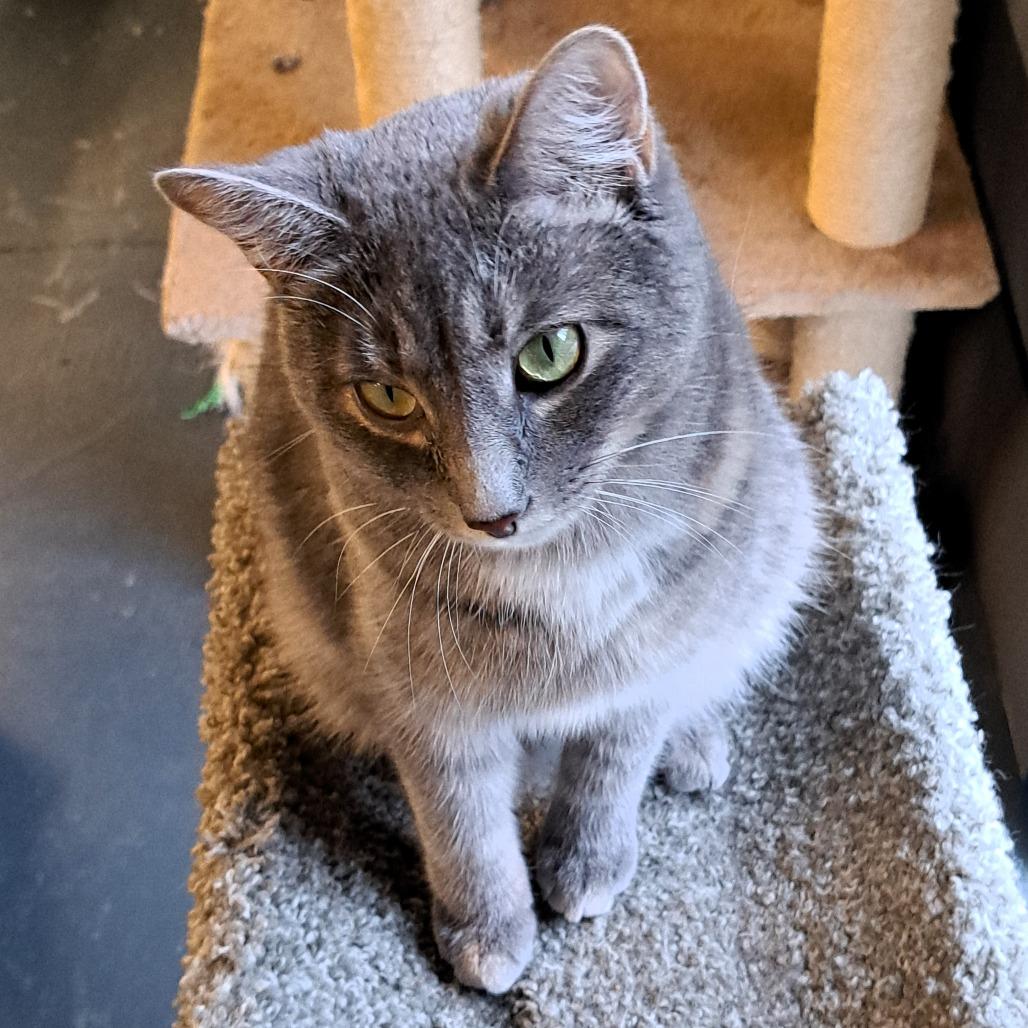 Enlarge Zanna, a Adoptable Domestic Short Hair in Shawnee, KS image 5/6