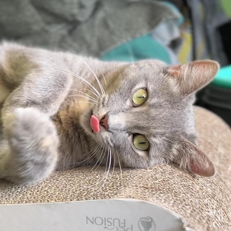 Enlarge Zanna, a Adoptable Domestic Short Hair in Shawnee, KS image 6/6