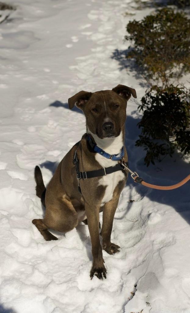 Enlarge Teddy *Sponsored Adoption, a Adoptable mixed breed in Christiansburg, VA image 3/6