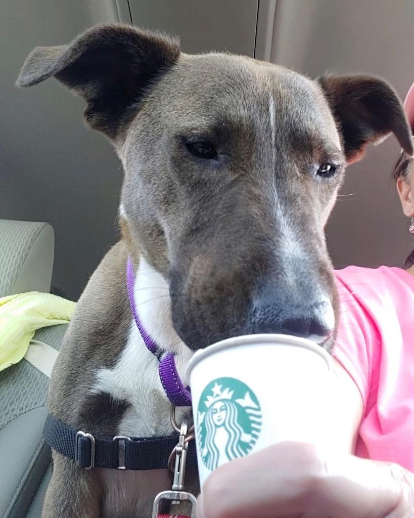 Enlarge Teddy *Sponsored Adoption, a Adoptable mixed breed in Christiansburg, VA image 3/6