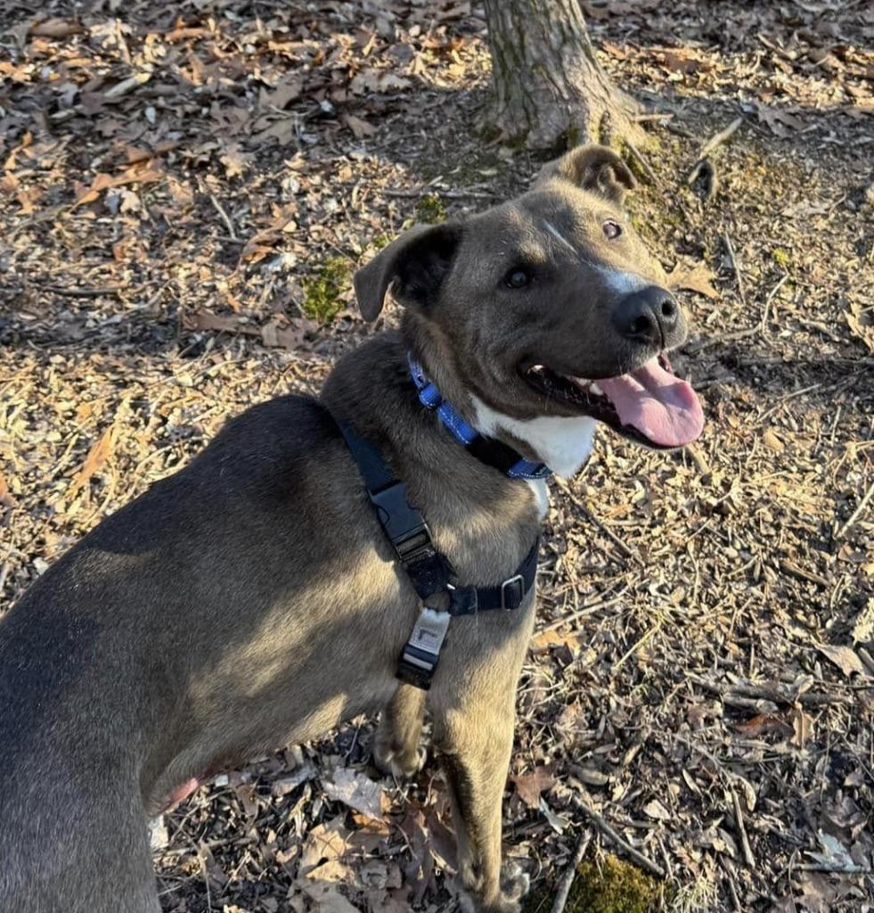 Enlarge Teddy *Sponsored Adoption, a Adoptable mixed breed in Christiansburg, VA image 4/6