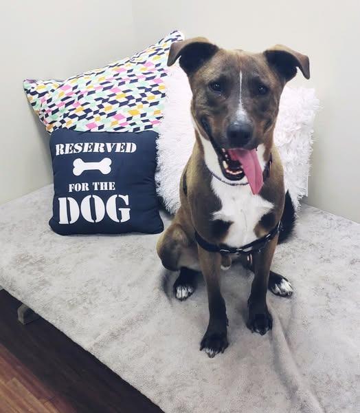 Enlarge Teddy *Sponsored Adoption, a Adoptable mixed breed in Christiansburg, VA image 5/6