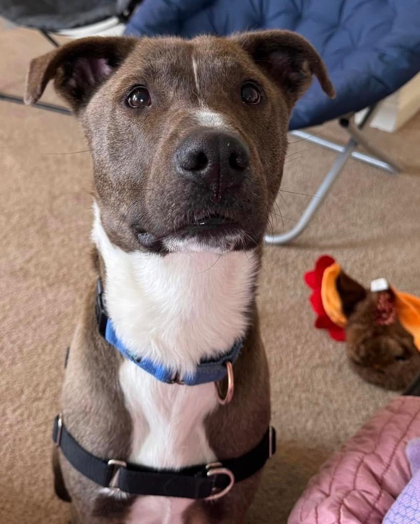 Enlarge Teddy *Sponsored Adoption, a Adoptable mixed breed in Christiansburg, VA image 6/6