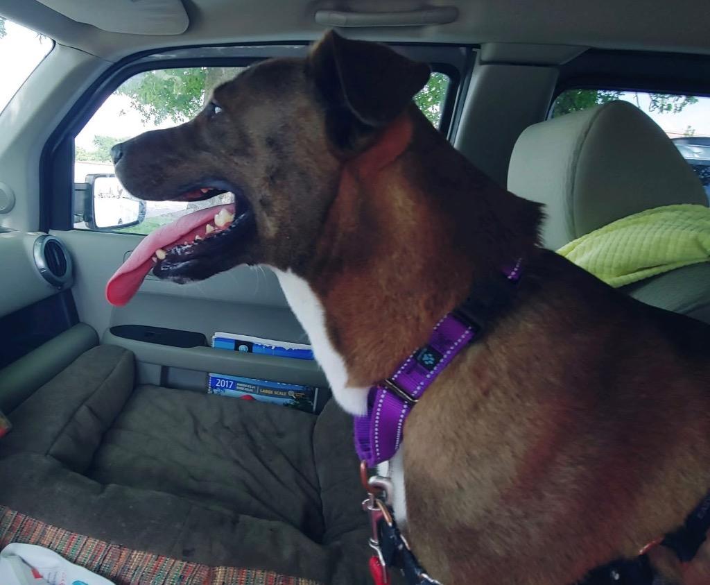 Enlarge Teddy *Sponsored Adoption, a Adoptable mixed breed in Christiansburg, VA image 6/6