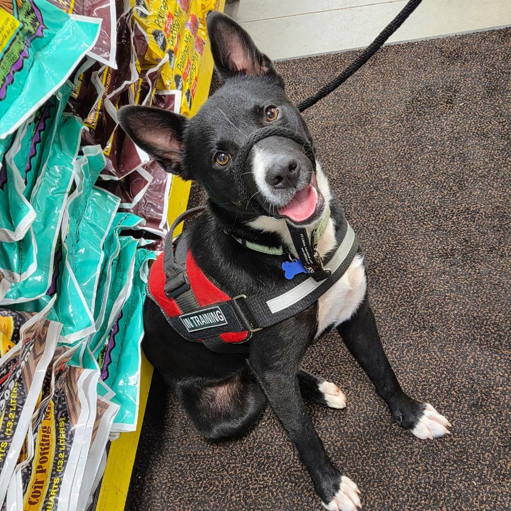 Diego, Adoptable, Adult Male Cattle Dog & Black Labrador Retriever.