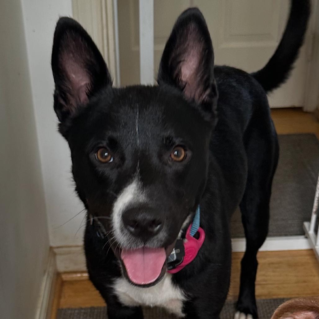 Enlarge Diego, a Adoptable mixed breed in Potomac, MD image 1/5