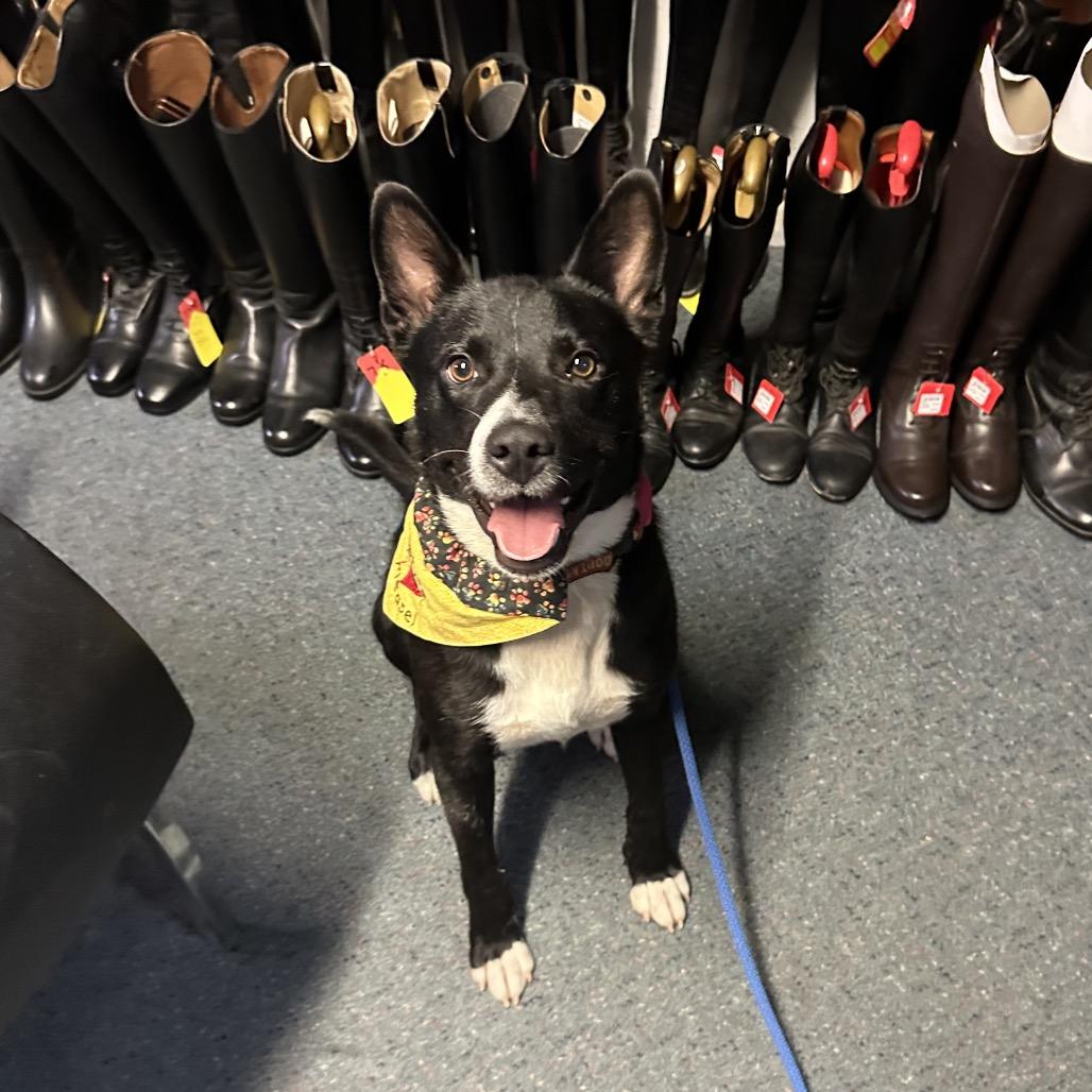 Enlarge Diego, a Adoptable mixed breed in Potomac, MD image 2/5
