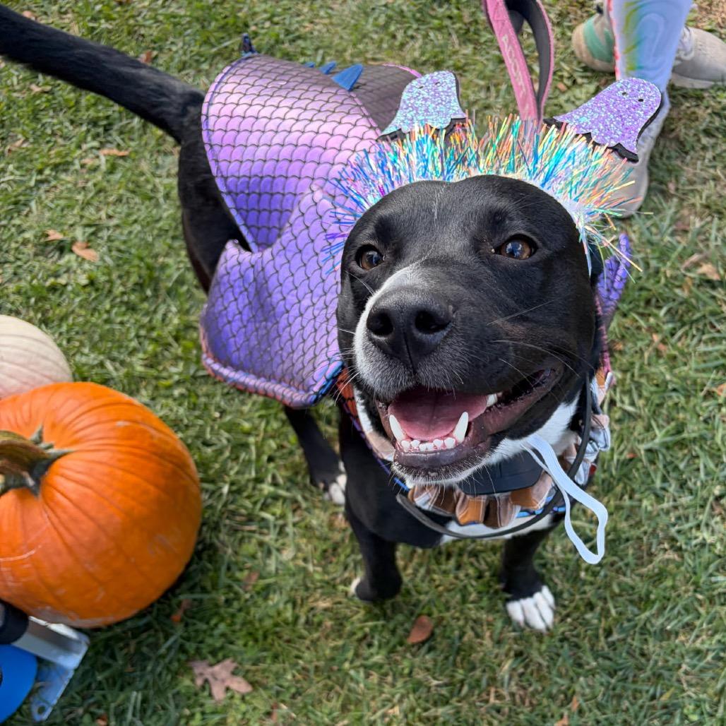 Enlarge Diego, a Adoptable mixed breed in Potomac, MD image 4/5