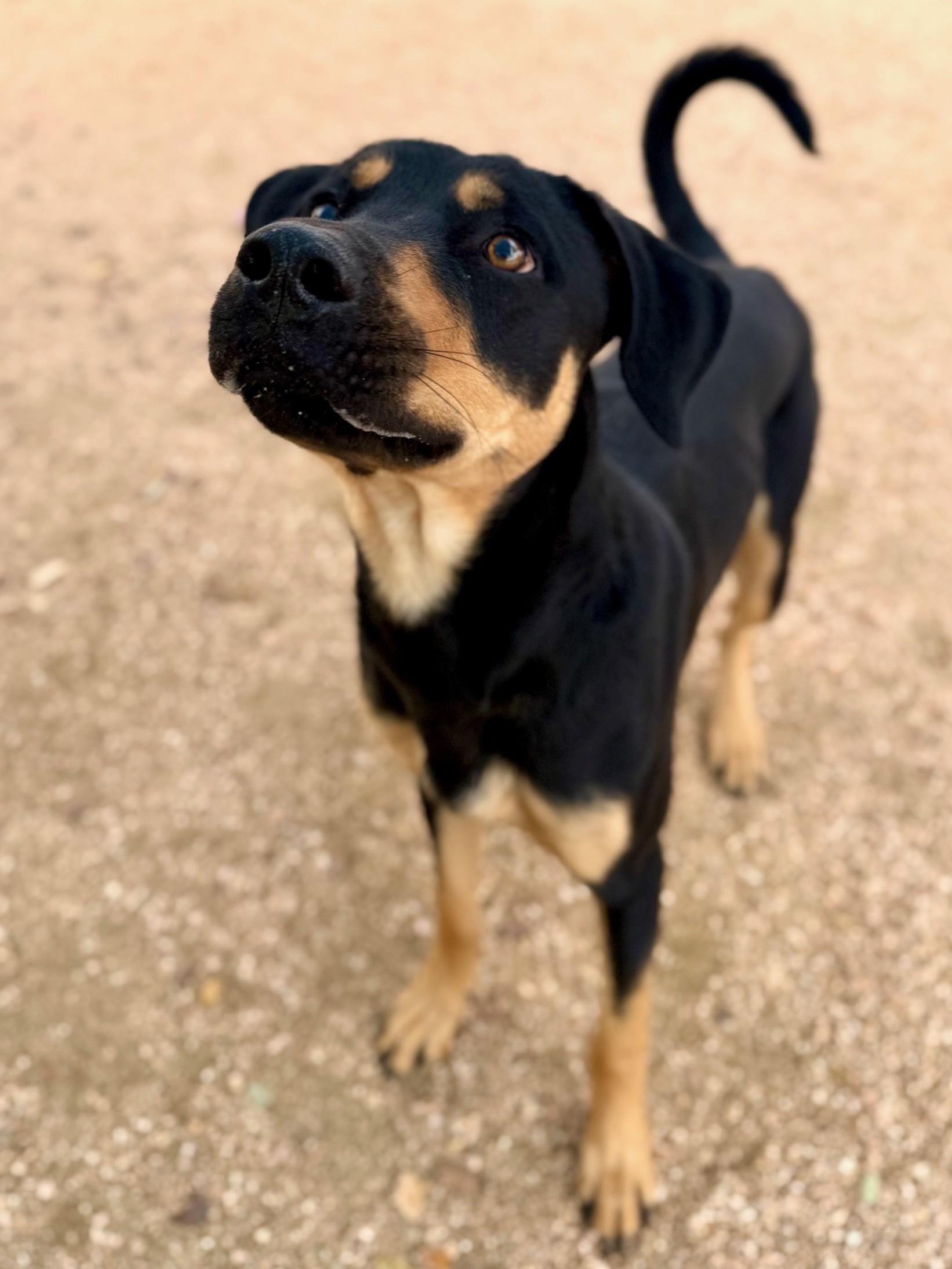 Enlarge Scooby, a ADOPTABLE Doberman Pinscher in Comfort, TX image 1/4