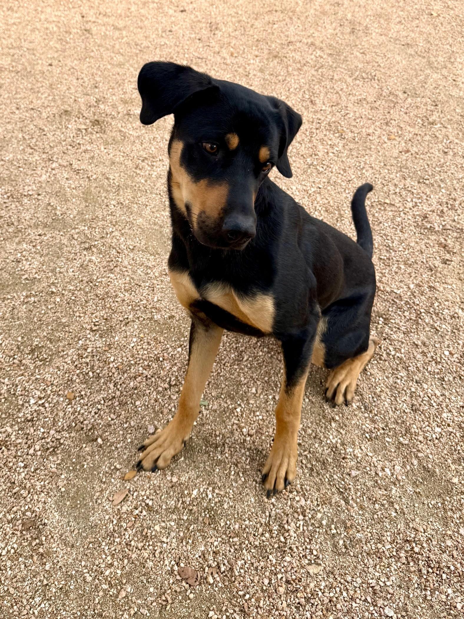 Enlarge Scooby, a ADOPTABLE Doberman Pinscher in Comfort, TX image 2/4