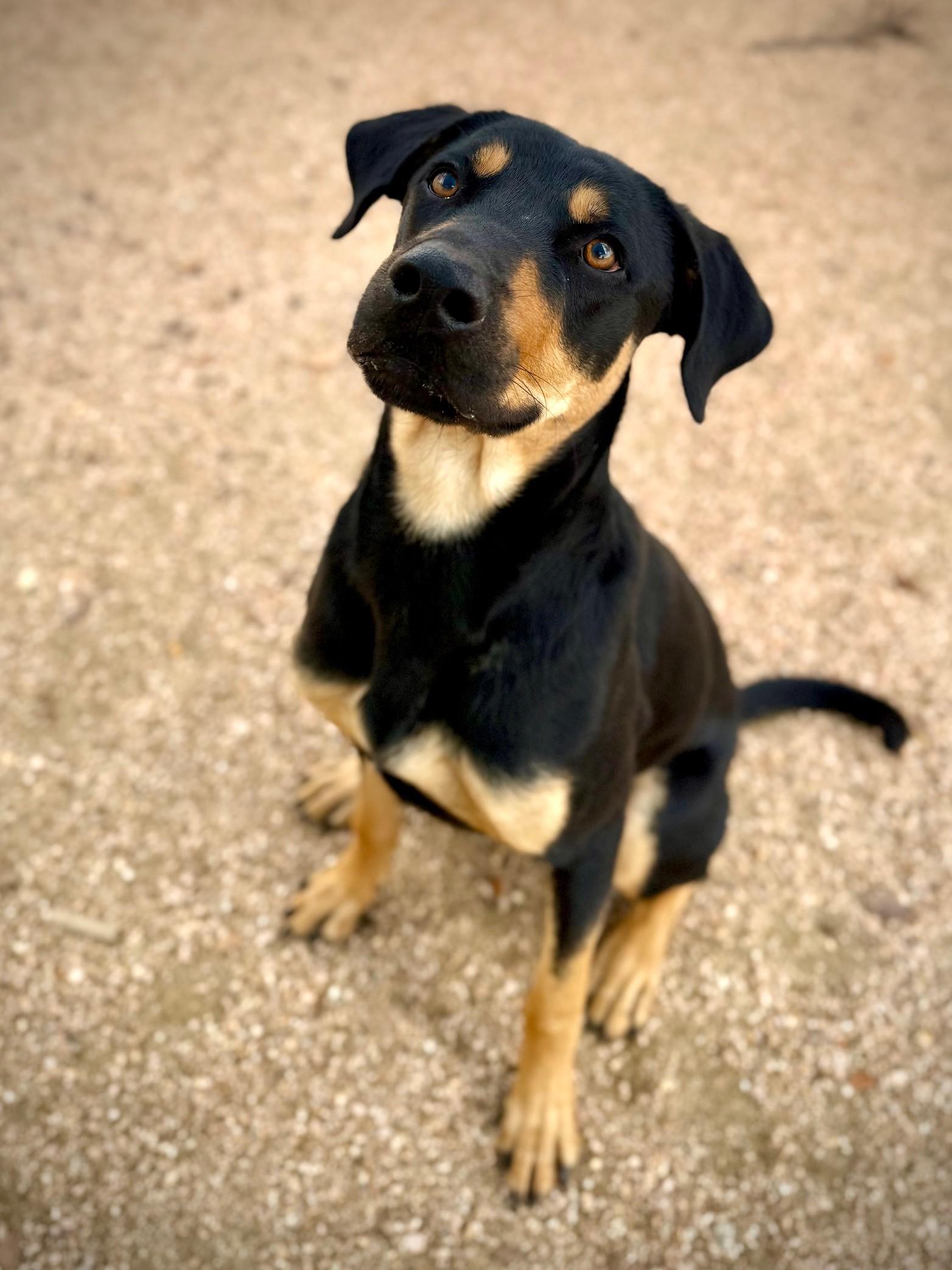 Enlarge Scooby, a ADOPTABLE Doberman Pinscher in Comfort, TX image 3/4