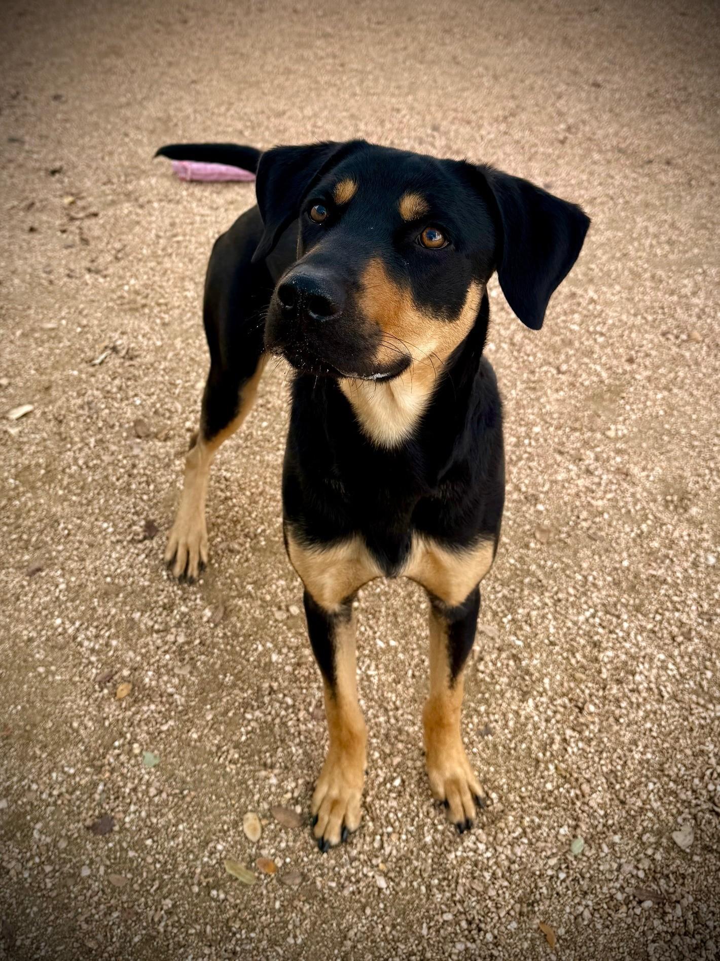 Enlarge Scooby, a ADOPTABLE Doberman Pinscher in Comfort, TX image 4/4