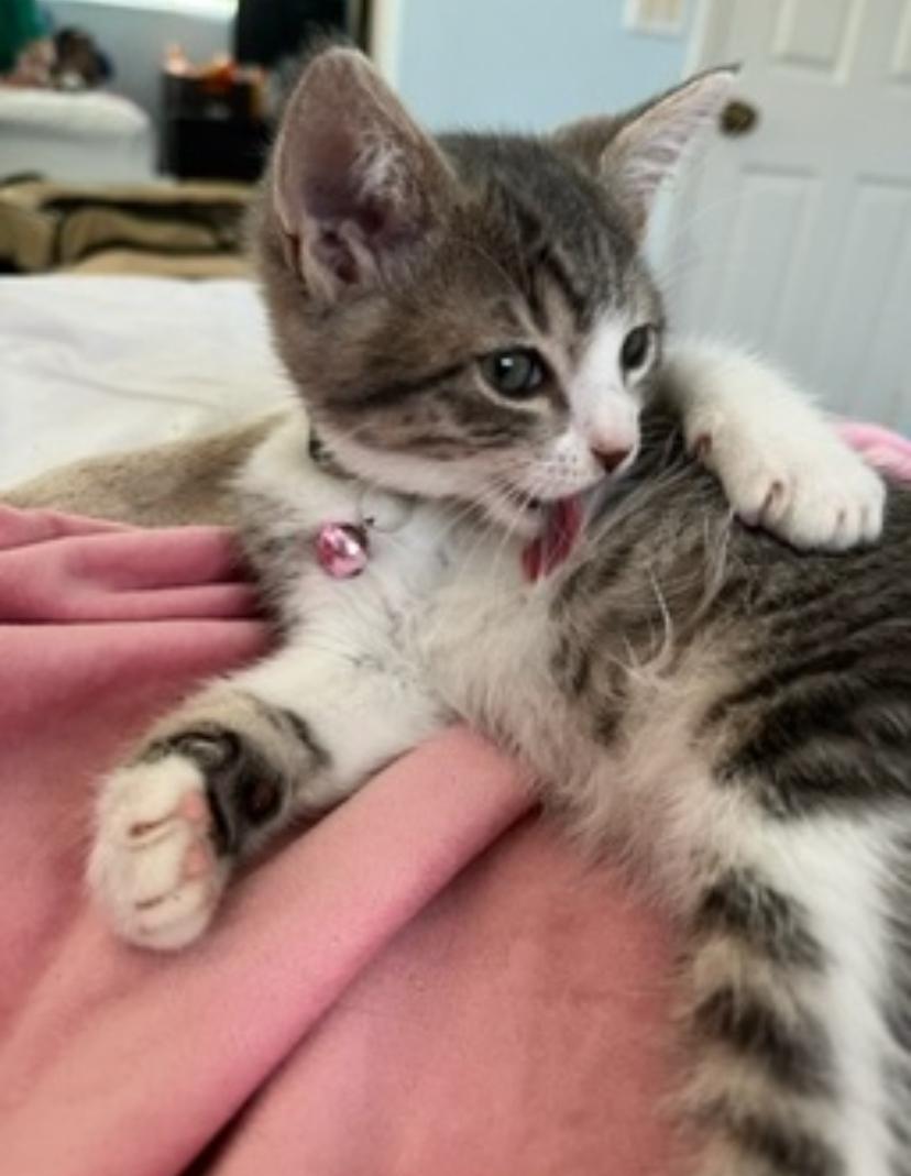 Willow (ao/ed)