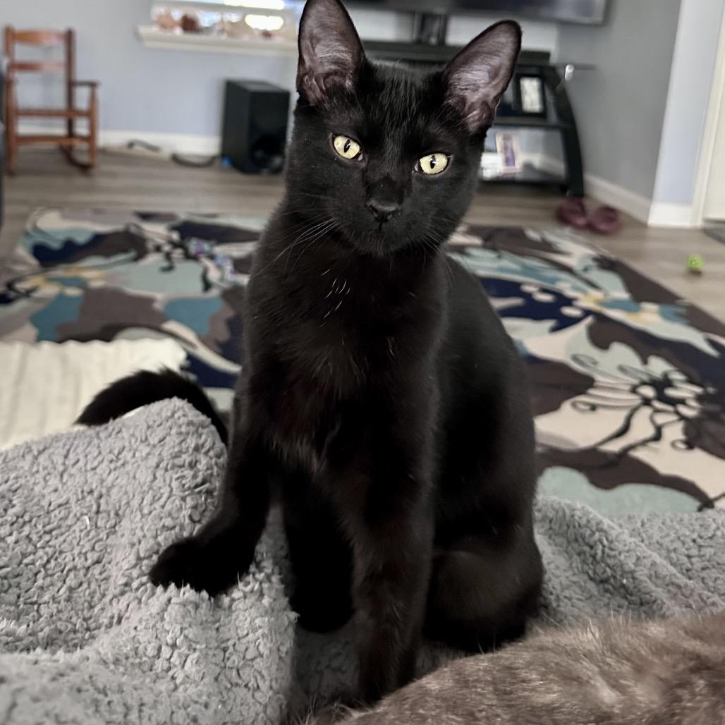 Kai, Adoptable, Kitten Male Domestic Medium Hair.