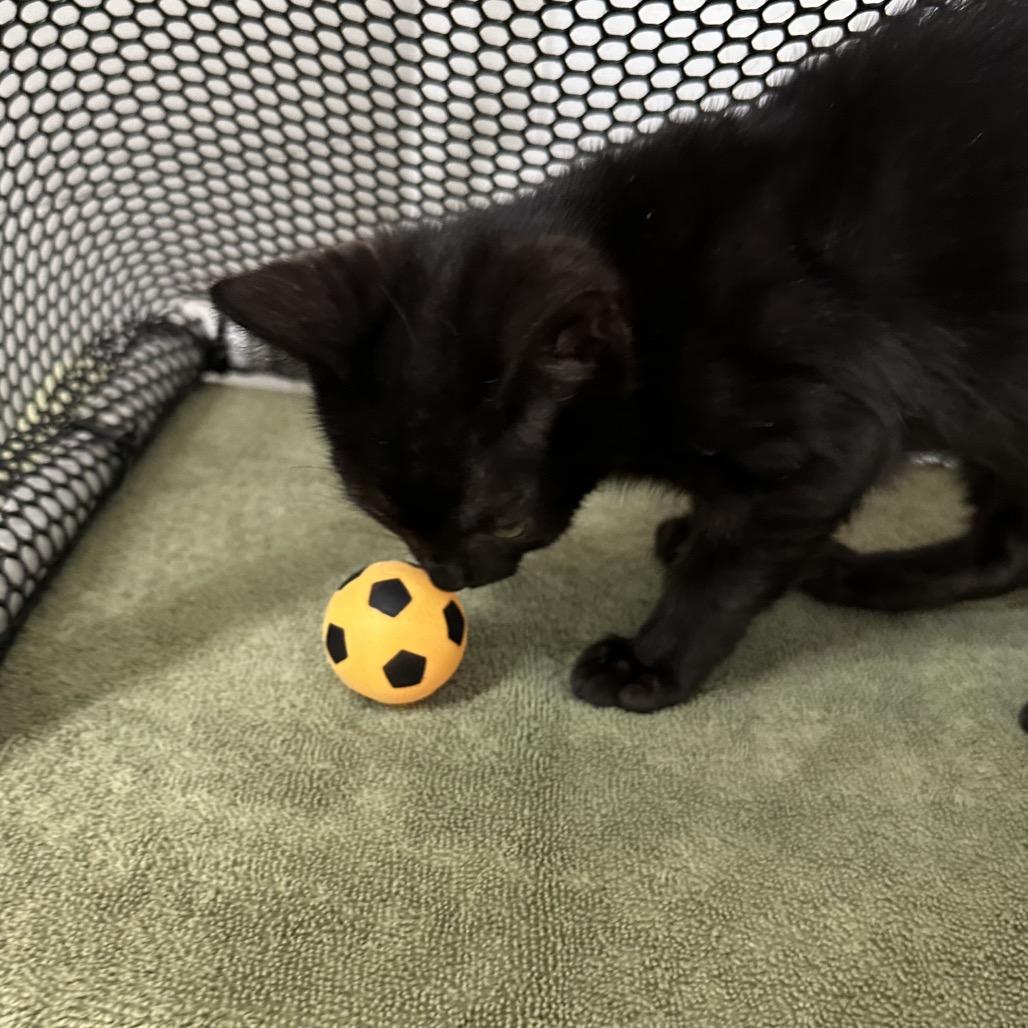 Kai, a Adoptable Domestic Medium Hair in Flower Mound, TX image 1/6