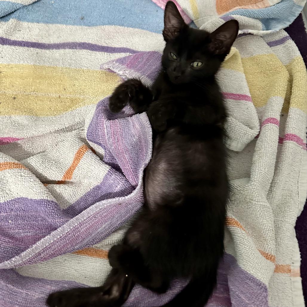 Enlarge Kai, a Adoptable Domestic Medium Hair in Flower Mound, TX image 1/6