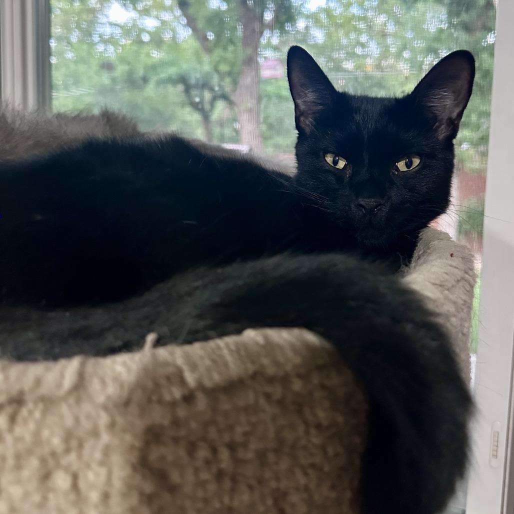Enlarge Kai, a Adoptable Domestic Medium Hair in Flower Mound, TX image 3/6