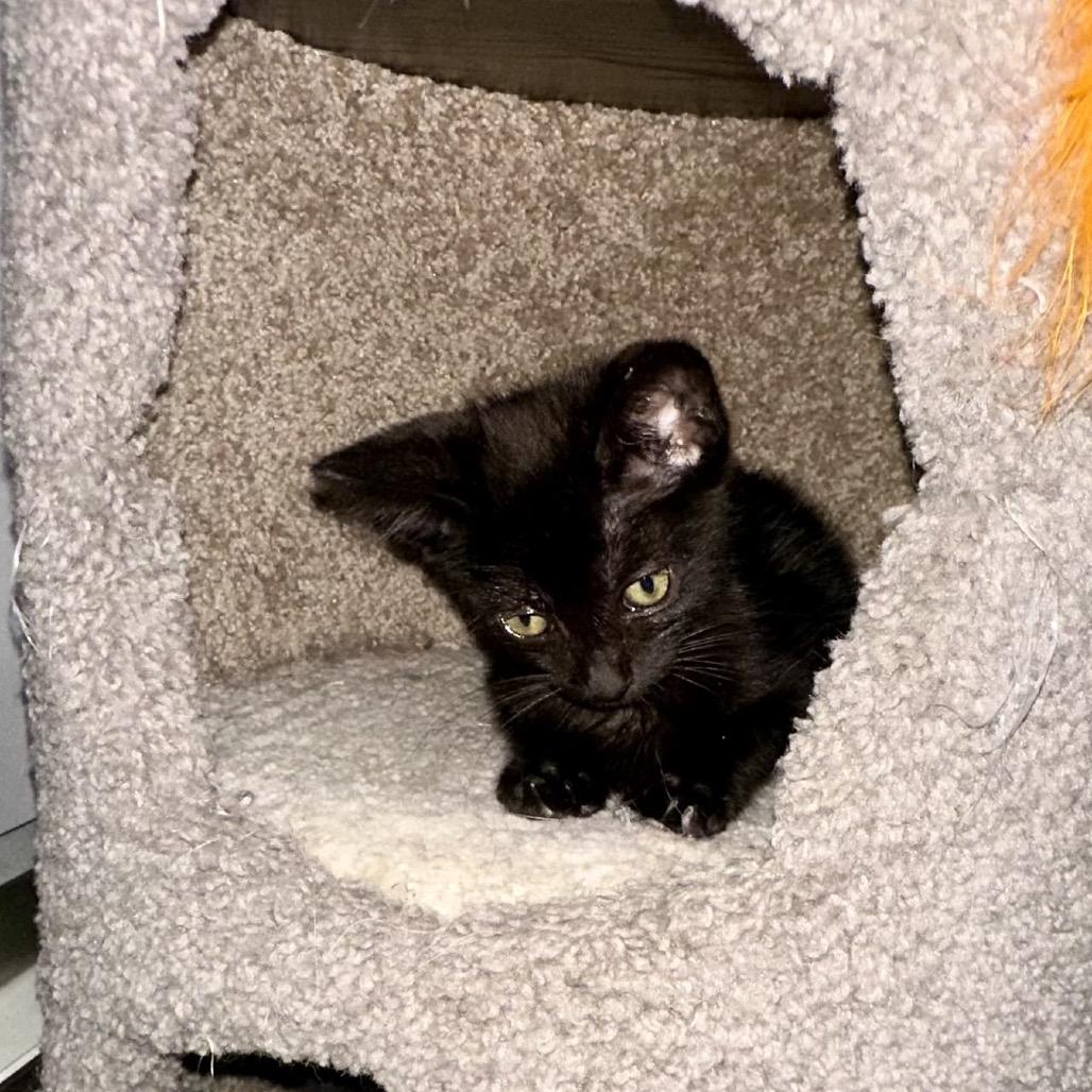 Enlarge Kai, a Adoptable Domestic Medium Hair in Flower Mound, TX image 2/6