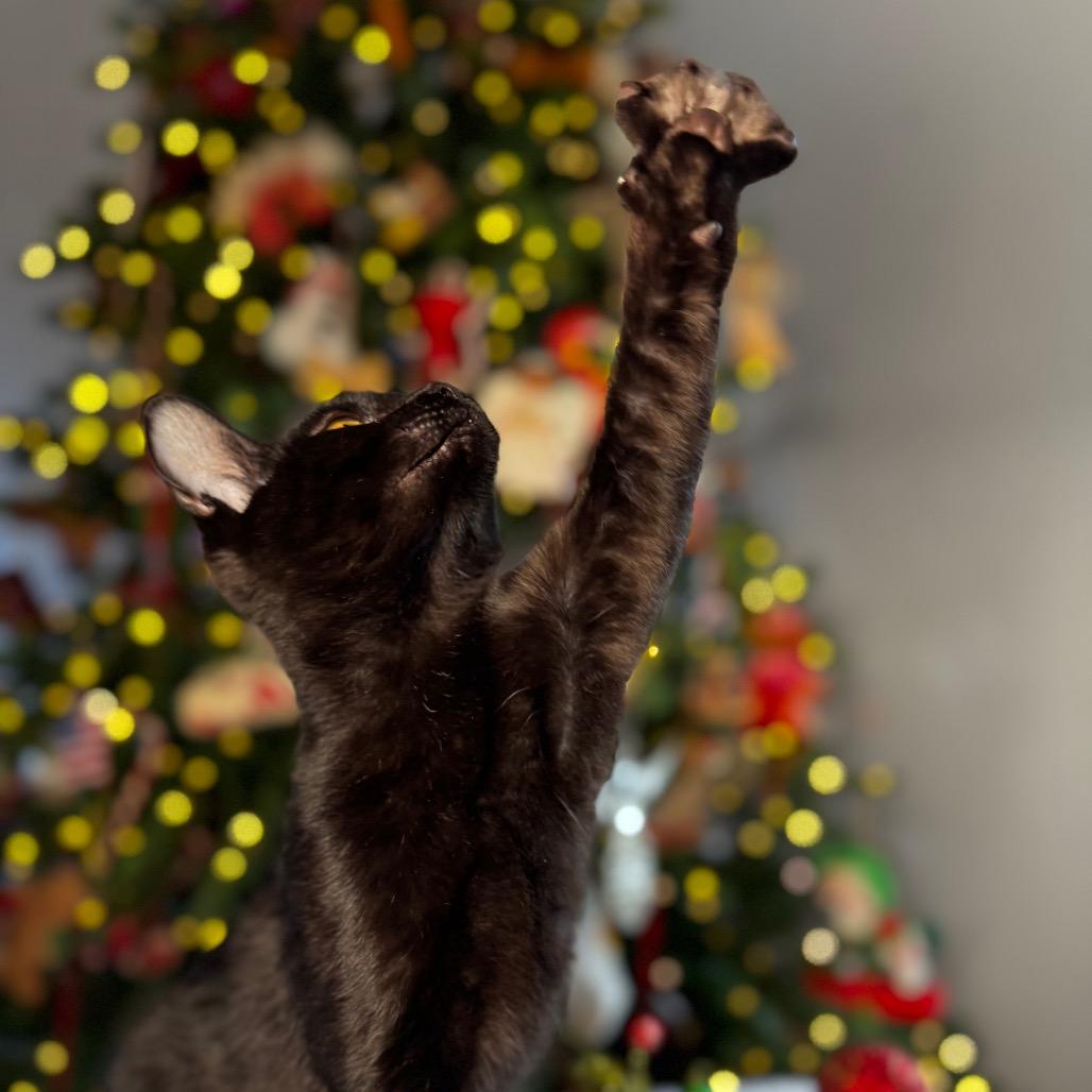 Enlarge Kai, a Adoptable Domestic Medium Hair in Flower Mound, TX image 3/6