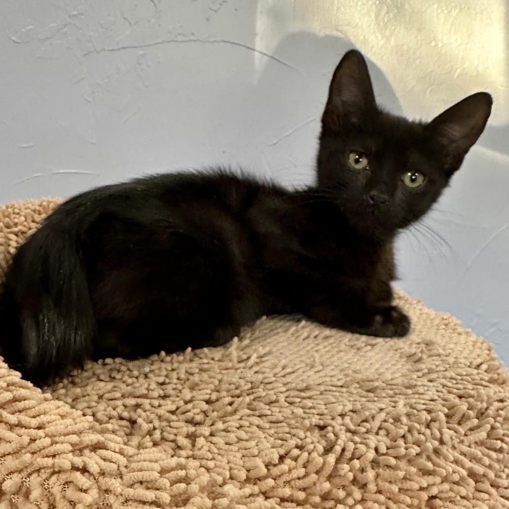 Kai, a Adoptable Domestic Medium Hair in Flower Mound, TX image 3/6