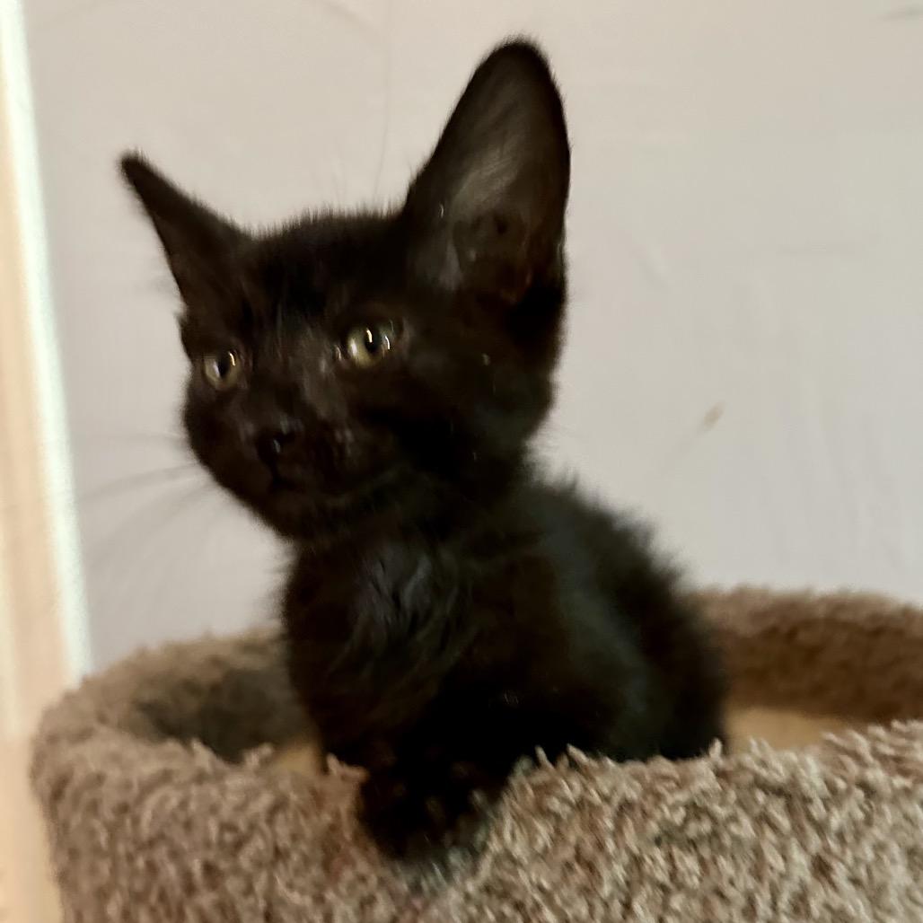 Enlarge Kai, a Adoptable Domestic Medium Hair in Flower Mound, TX image 4/6