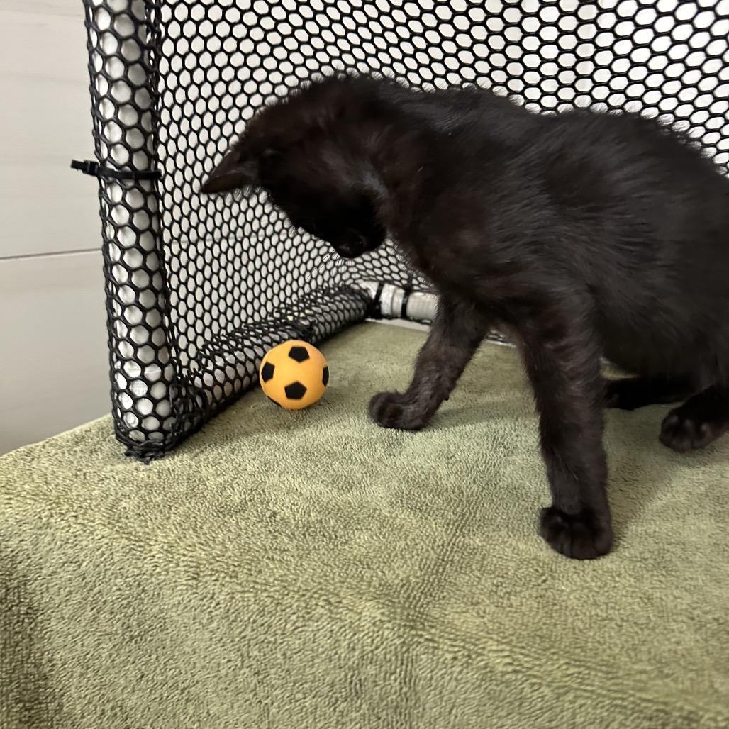 Kai, a Adoptable Domestic Medium Hair in Flower Mound, TX image 4/6