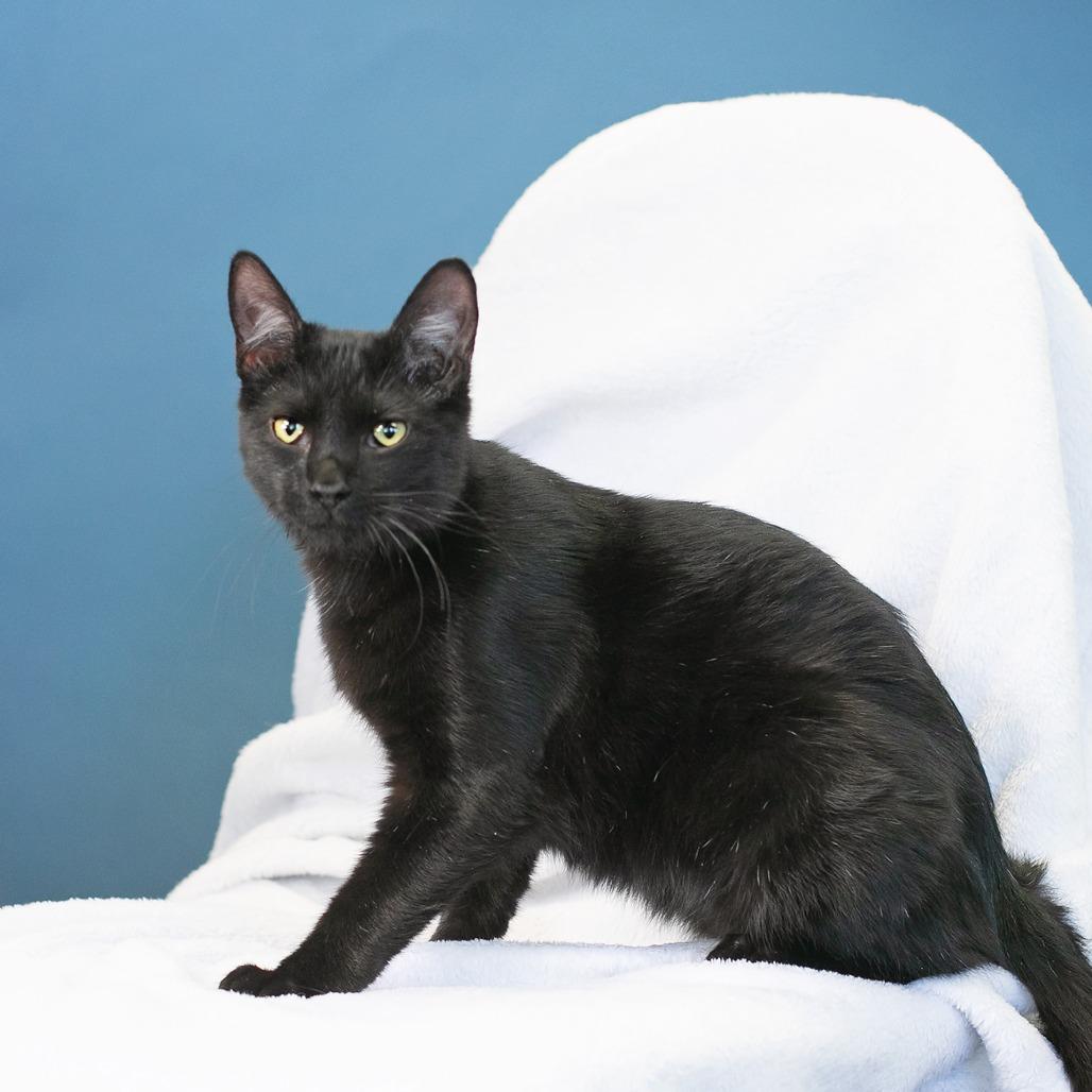 Kai, a Adoptable Domestic Medium Hair in Flower Mound, TX image 5/6