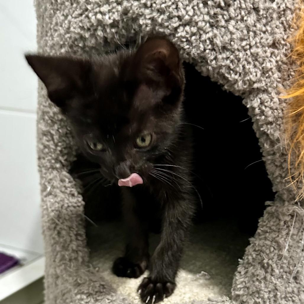 Enlarge Kai, a Adoptable Domestic Medium Hair in Flower Mound, TX image 6/6