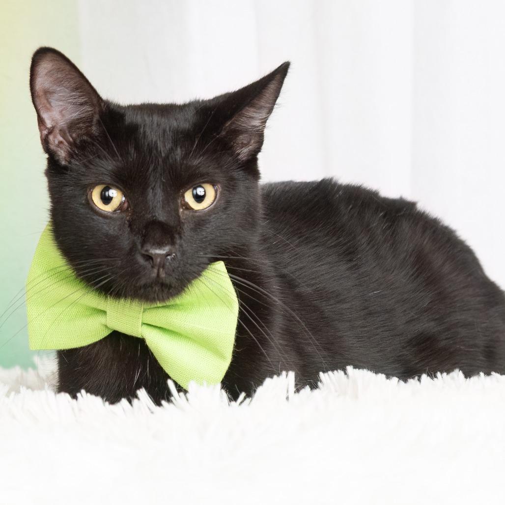 Kai, a Adoptable Domestic Medium Hair in Flower Mound, TX image 6/6