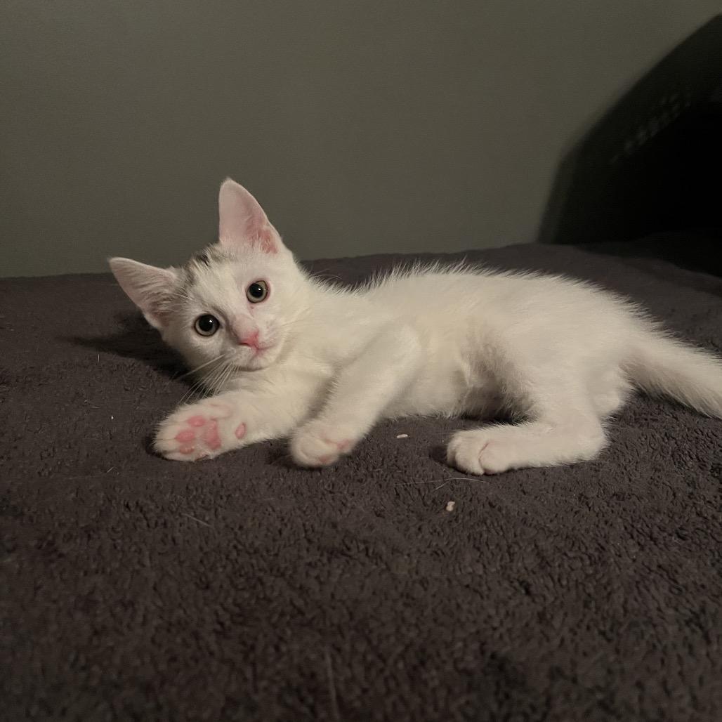 Juana Azurduy, Adoptable, Kitten Female Domestic Short Hair.