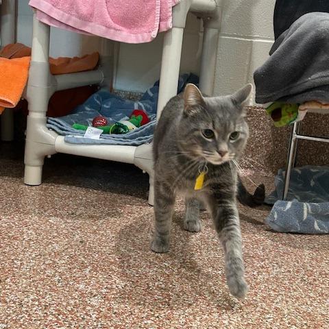 Enlarge Blueberry-In foster-See my video! $199, a Adoptable Domestic Short Hair in Springfield, MA image 1/6