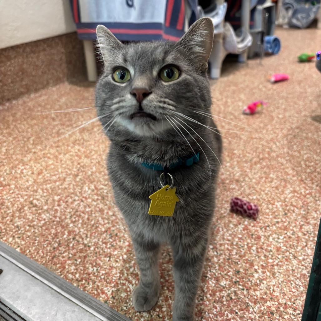 Enlarge Blueberry-In foster-See my video! $199, a Adoptable Domestic Short Hair in Springfield, MA image 2/6