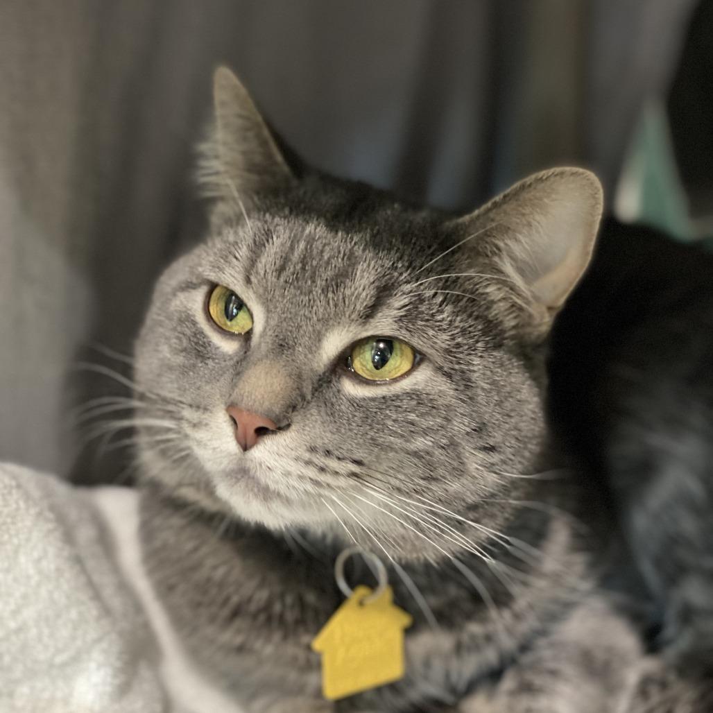 Enlarge Blueberry-In foster-See my video! $199, a Adoptable Domestic Short Hair in Springfield, MA image 3/6