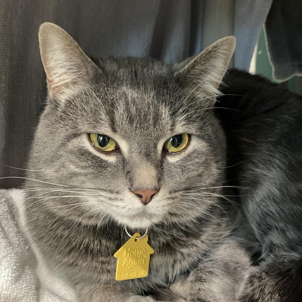 Enlarge Blueberry-In foster-See my video! $199, a Adoptable Domestic Short Hair in Springfield, MA image 4/6