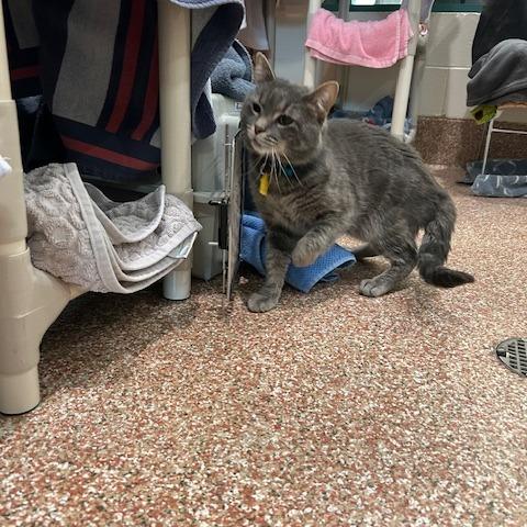 Enlarge Blueberry-In foster-See my video! $199, a Adoptable Domestic Short Hair in Springfield, MA image 5/6