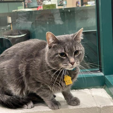 Enlarge Blueberry-In foster-See my video! $199, a Adoptable Domestic Short Hair in Springfield, MA image 6/6