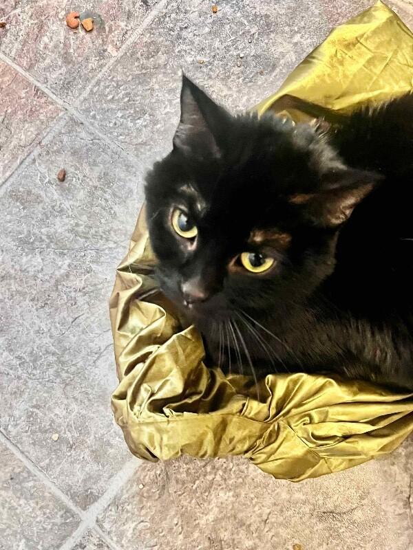 Enlarge Buddha, a Adoptable Domestic Short Hair in Grand Rapids, MI image 1/4