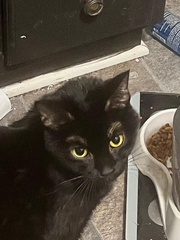 Enlarge Buddha, a Adoptable Domestic Short Hair in Grand Rapids, MI image 2/4