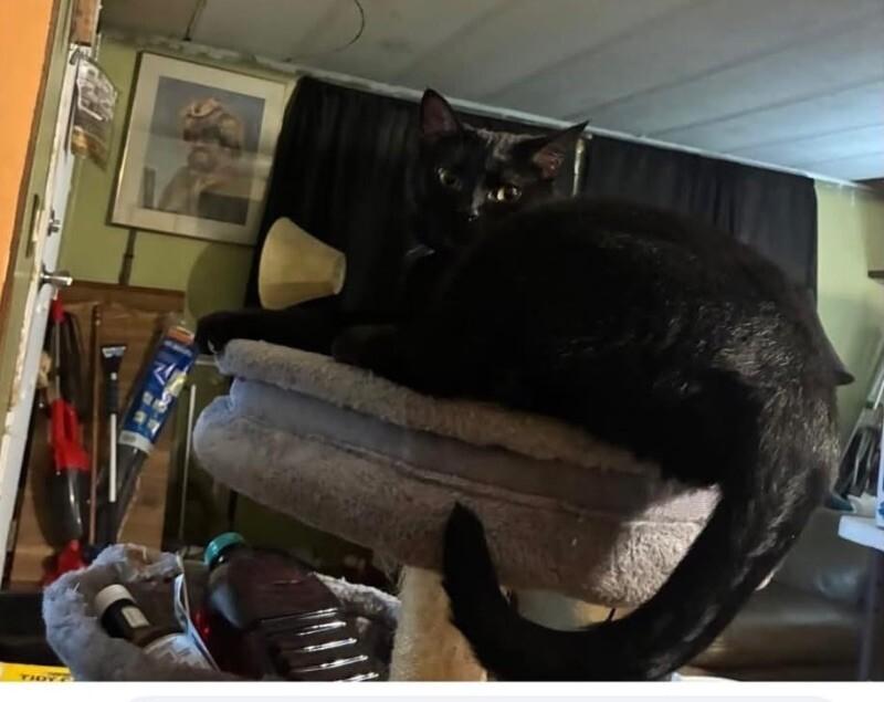 Enlarge Buddha, a Adoptable Domestic Short Hair in Grand Rapids, MI image 3/4