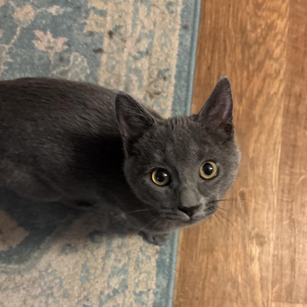 Enlarge Asteroid Destroyer, a Adoptable Domestic Short Hair in Garfield, AR image 1/1