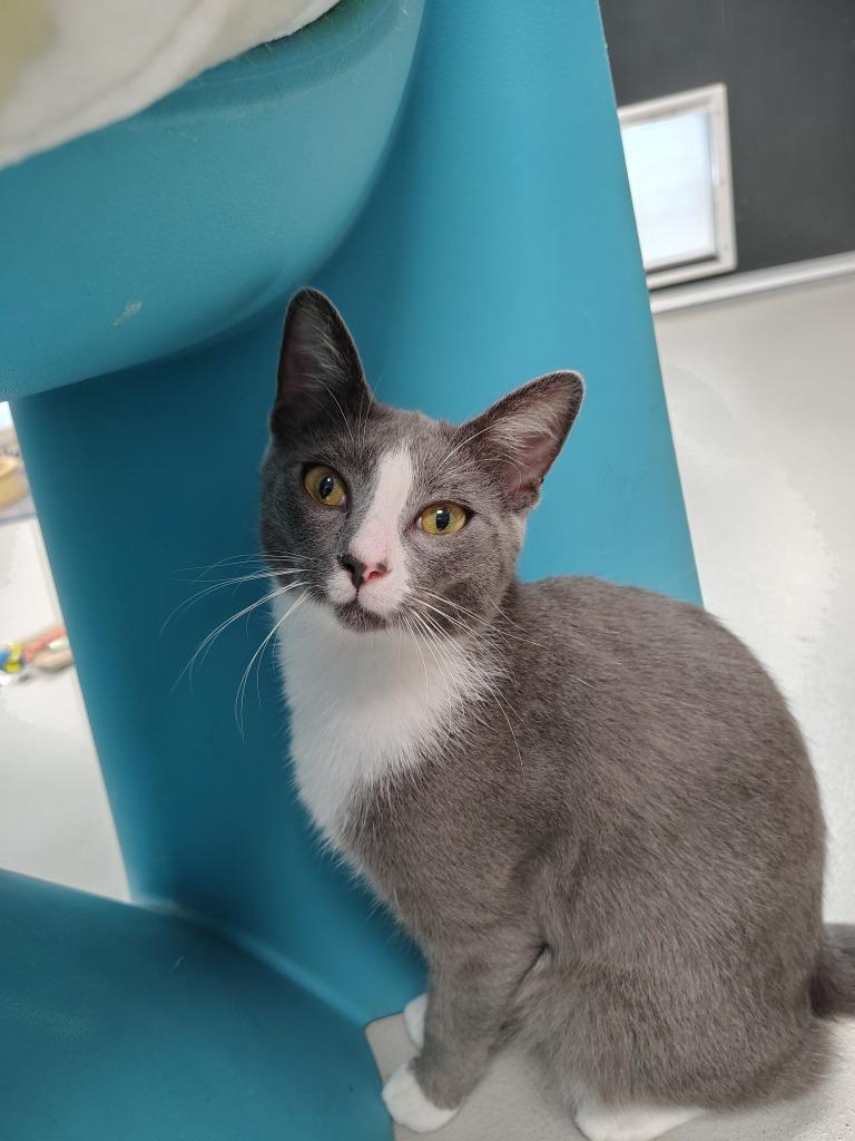 Thomas, Adoptable, Young Male Domestic Short Hair.