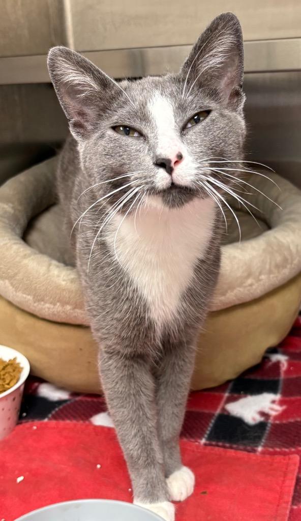 Enlarge Thomas, a Adoptable mixed breed in Greeneville, TN image 2/2