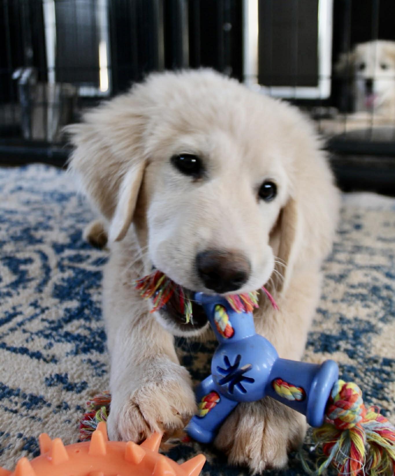 Enlarge Ivan, a ADOPTABLE Great Pyrenees in Piedmont, OK image 2/2