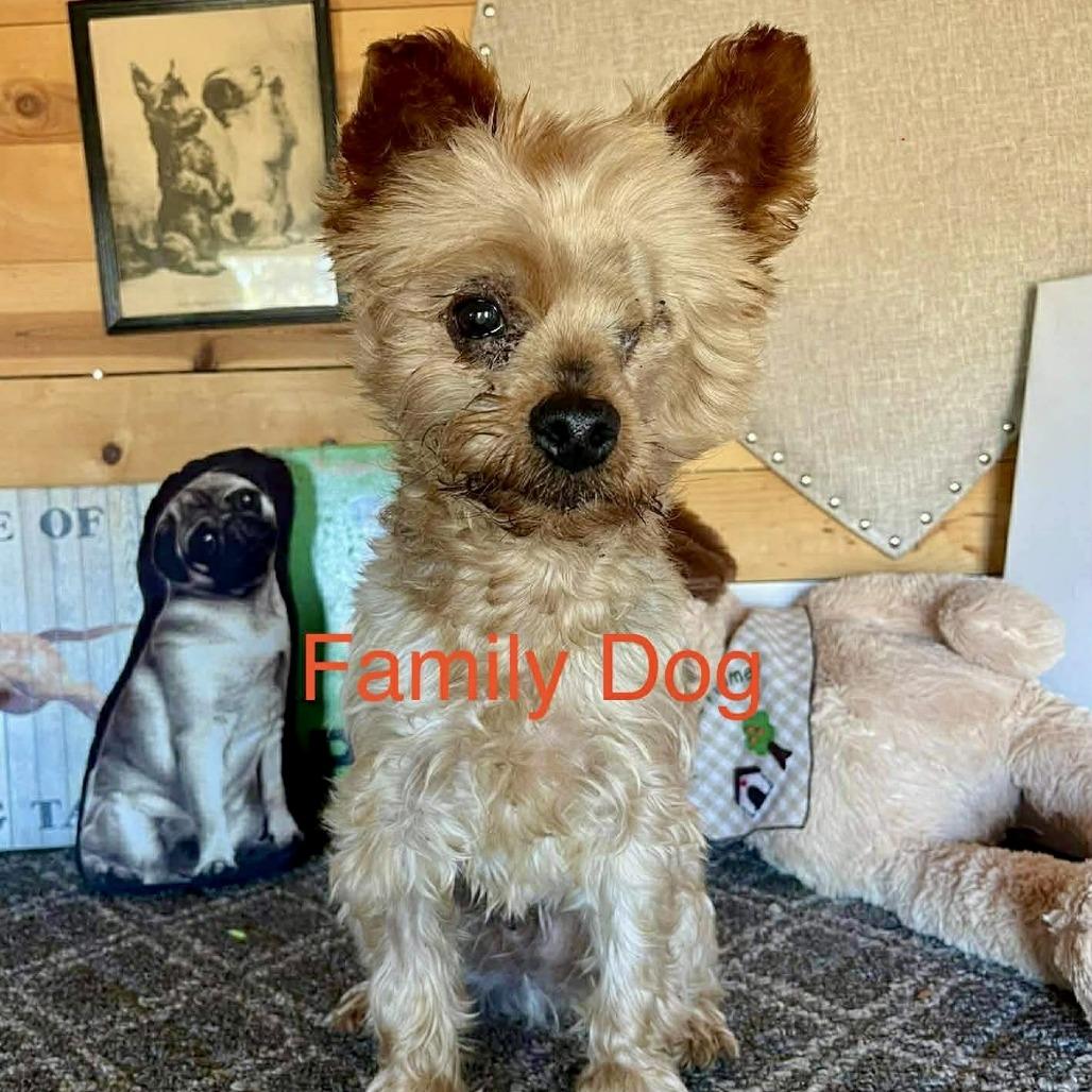 Rock, Adoptable, Senior Male Yorkshire Terrier.