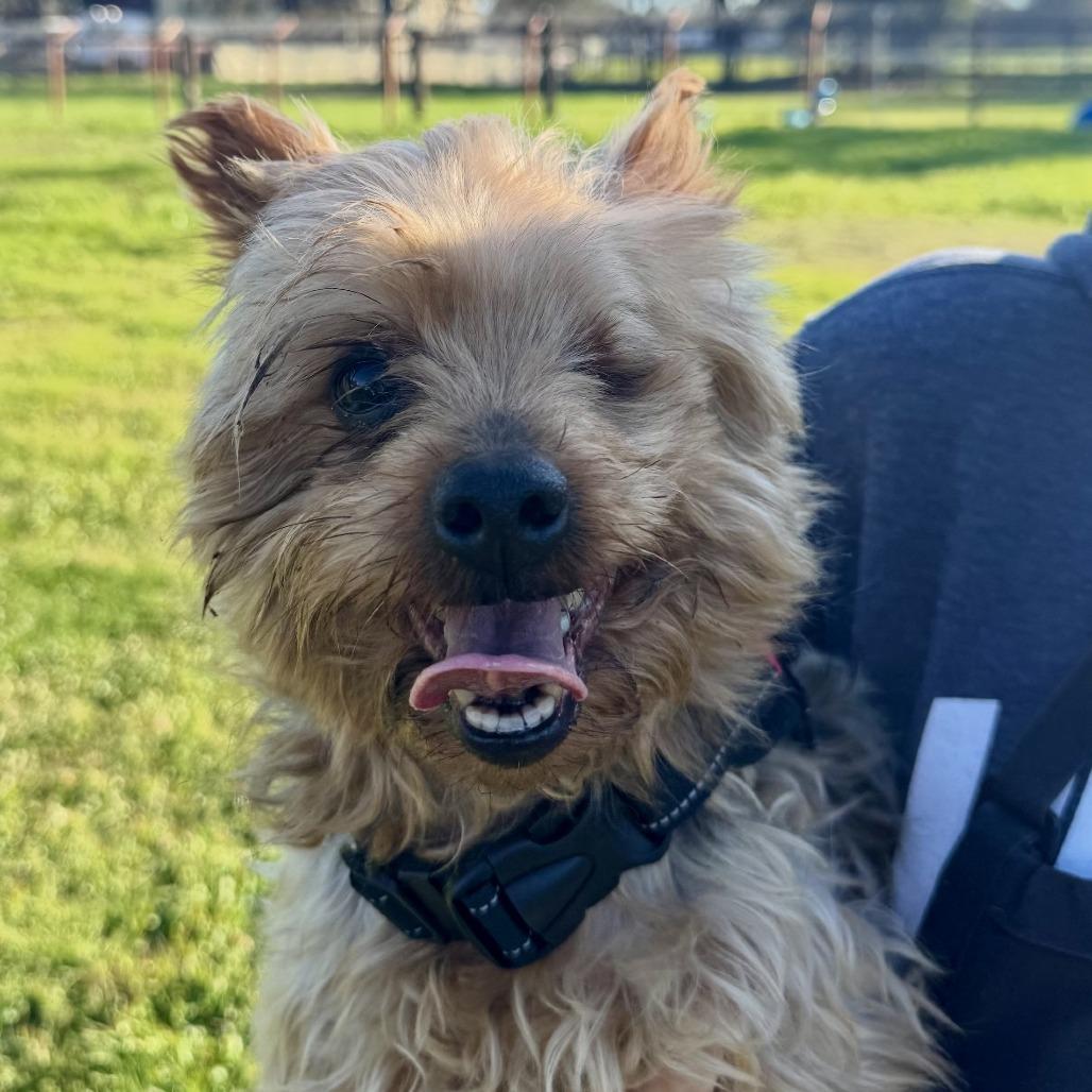Enlarge Rock, a Adoptable Yorkshire Terrier in Sonoma, CA image 2/4