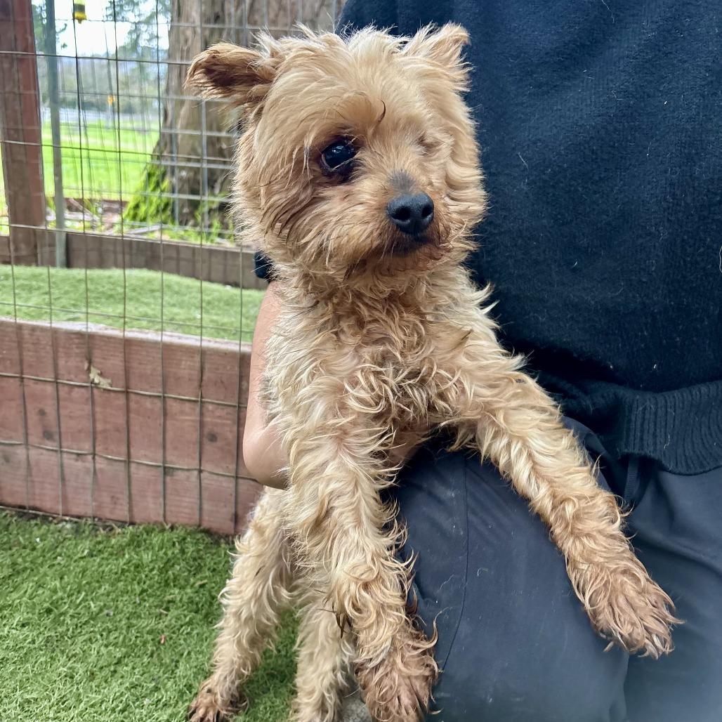 Enlarge Rock, a Adoptable Yorkshire Terrier in Sonoma, CA image 3/4