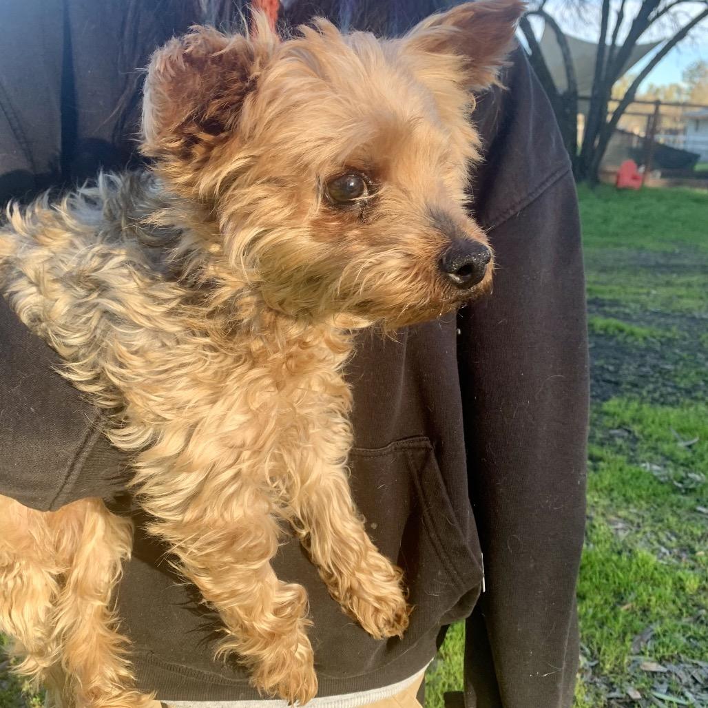 Enlarge Rock, a Adoptable Yorkshire Terrier in Sonoma, CA image 4/4